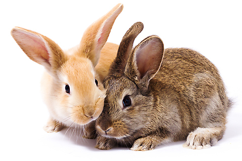 포토 JPG 해외이미지 두마리 부활절 사람없음 반려동물 귀여움 가축 토끼 흰배경 귀 해외포토 동물 기념일 백그라운드 컨셉 2 포유류 신체부위 흰색 파일형식 이미지허브