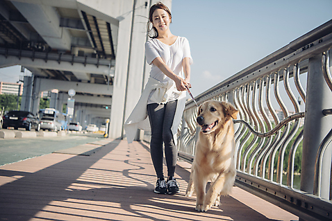 포토 JPG 주간 전신 한마리 여자 난간 자동차 한명 사람 20대 성인 야외 앞모습 반려동물 운동 걷기 차도 한국인 잡기 보행로 골든리트리버 강아지 목줄 반려 성인여자한명만 펫팸족 국내포토 자연요소 동물 1 도로 길 육상교통 뷰포인트 모션 건강 동양인 청년 개 리트리버 신조어 여자한명만 성인여자만 파일형식 반려용품