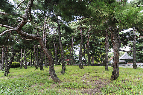 포토 자연요소 식물 전통 건축물 지붕 한국 기와 담장 소나무 숲 전라북도 한옥마을 전주 파일형식 경기전 고건축 기와지붕 기와담장 잔디 소나무숲 JPG 주간 야외 사람없음 여행 전주한옥마을 한국전통 풍경_경치 문화재 국내포토