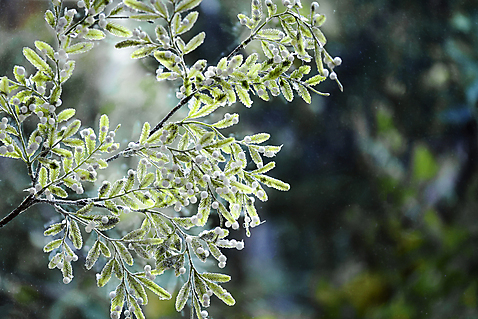 포토 디자인 계절 기념일 컨셉 크리스마스 겨울 실내 풍경 내부 인테리어 용품 파일형식 플랜테리어 창문 겨울풍경 JPG 크리스마스용품 사람없음 스튜디오촬영 감성 국내포토