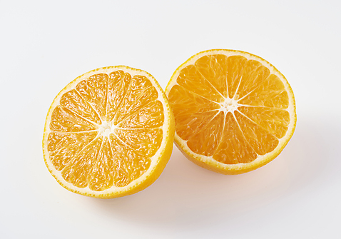 포토 뷰포인트 백그라운드 과일 귤 실내 내부 제주도 흰색 특산물 제철 파일형식 누끼 스튜디오촬영 하이앵글 사람없음 제주감귤 근접촬영 JPG 흰배경 제철과일 국내포토