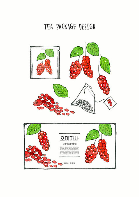 PSD 디자인 열매 꽃 잎 일러스트 붓터치 사람없음 빨간색 초록색 차_음료 컬러풀 번짐 패키지 티백 오미자 수채화_물감 국내일러스트 식물 음료 컬러 파일형식 효과