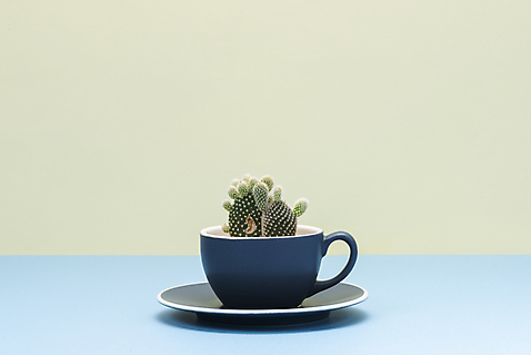 포토 식물 1 커피 컬러 잎 잔 선인장 실내 취미 내부 생태계 파일형식 사람없음 원예 나뭇잎 백도선 화분 자연 화초 다육식물 커피잔 컬러풀 JPG 스튜디오촬영 한개 오브젝트 국내포토