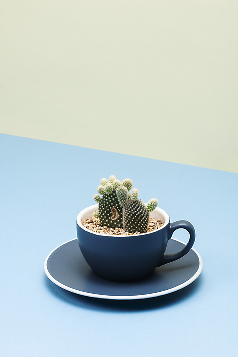 포토 JPG 스튜디오촬영 식물 화초 자연 나뭇잎 선인장 실내 취미 사람없음 파란색 컬러풀 한개 커피잔 오브젝트 원예 다육식물 백도선 국내포토 1 커피 컬러 잎 잔 내부 생태계 파일형식