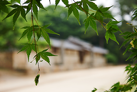 포토 자연요소 식물 한국전통 전통 계절 여행 고건축 잎 한옥 한국 촬영기법 세계문화유산 문화재 역사 경기도 왕릉 파주 파일형식 아웃포커스 나뭇잎 JPG 야외 주간 사람없음 관광지 유적지 조선시대 조선왕릉 풍경_경치 한국사 여름_계절 파주삼릉 나무 기와집 재실 국내포토