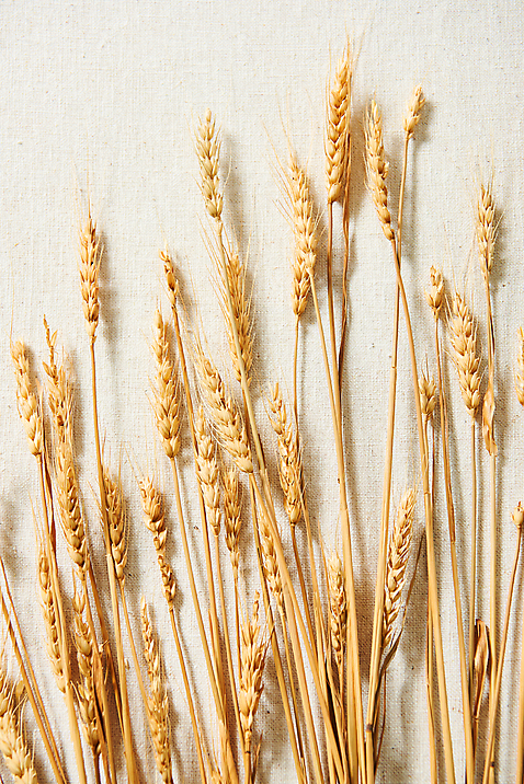 포토 JPG 스튜디오촬영 실내 사람없음 하이앵글 가을 오브젝트 보리 감성 플랫레이 국내포토 계절 뷰포인트 컨셉 곡류 내부 플랫 파일형식