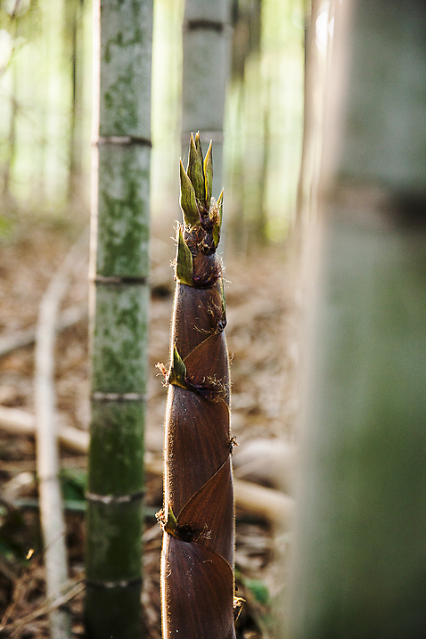 포토 자연요소 나무 촬영기법 숲 전라도 전라남도 대나무 파일형식 소프트포커스 대나무숲 아웃포커스 주간 야외 죽순 식재료 담양 JPG 사람없음 국내포토