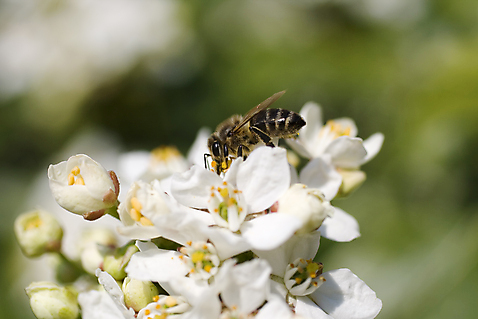 포토 JPG 해외이미지 주간 동물 꽃 백그라운드 사람없음 야외 아웃포커스 봄 벚꽃 벌 해외포토 자연요소 식물 계절 곤충 촬영기법 파일형식 이미지허브