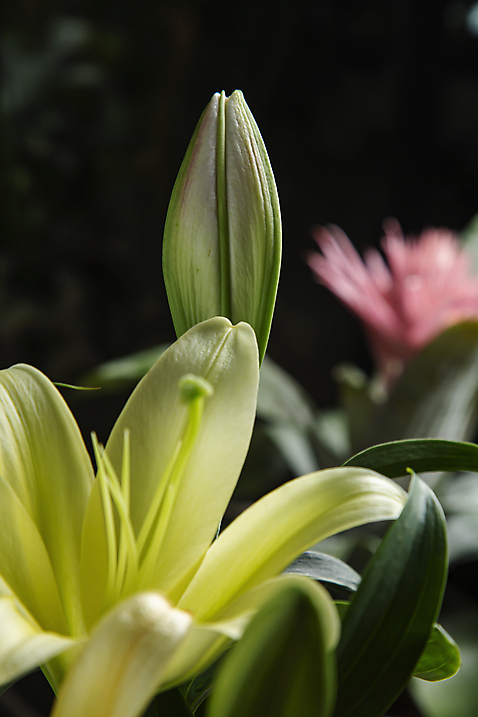 포토 식물 꽃 뷰포인트 백그라운드 컨셉 한국 촬영기법 내부 검은색 파일형식 잎 백합 검은배경 근접촬영 아웃포커스 실내 서울 JPG 사람없음 감성 국내포토