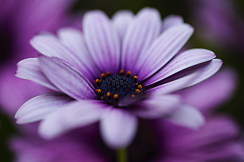 포토 자연요소 1 꽃 뷰포인트 컨셉 촬영기법 감각 전라남도 생태계 송이 파일형식 한송이 자연 근접촬영 아웃포커스 금잔화 단아함 부드러움 담양 JPG 주간 야외 사람없음 감성 국내포토