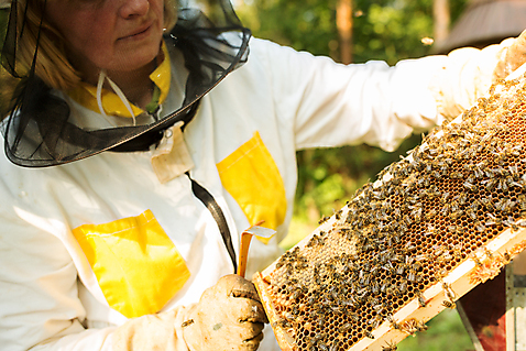 포토 외국인 1 시선 유럽 산업 뷰포인트 곤충 모션 사람 인종 성인 벌_곤충 꿀 여자한명만 중년여자만 파일형식 옆모습 상반신 응시 서기 중년여자한명만 중년 여자 한명 들기 벌집 JPG 야외 체코 꿀벌 양봉업 농업 벌 서양인 양봉 벌꿀 국내포토