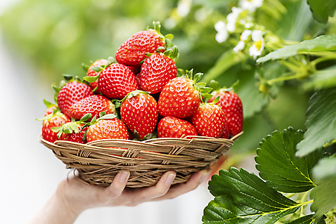 포토 웰빙 컨셉 과일 모션 딸기 촬영기법 사람 동양인 청년 내부 신체부위 농장 바구니 체험학습 맛 제철 파일형식 아웃포커스 쌓기 라탄바구니 JPG 달콤 유기농 신선 실내 체험 농장체험 딸기농장 여자 한국인 손 20대 제철과일 국내포토