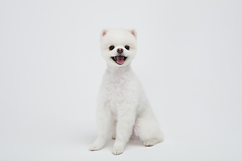 포토 동물 1 뷰포인트 백그라운드 컨셉 실내 내부 반려동물 흰색 개 파일형식 귀여움 사람없음 JPG 앞모습 누끼 스튜디오촬영 한마리 포메라니안 강아지 반려견 흰배경 반려 국내포토