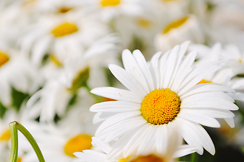 포토 JPG 해외이미지 주간 자연 풍경 근접촬영 사람없음 야외 아웃포커스 봄 데이지 해외포토 자연요소 계절 꽃 뷰포인트 촬영기법 생태계 파일형식 이미지허브