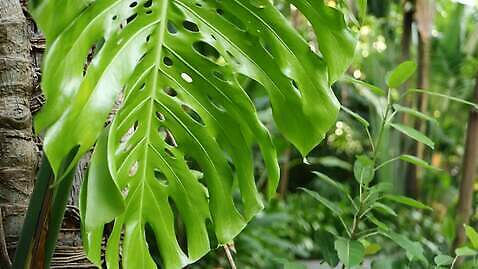 식물 공원 백그라운드 잎 꽃무늬 패턴 자연 추상 열대 그림자 사람없음 초록색 여름 유행 정원 봄 줄무늬 나뭇가지 신선 소프트포커스 숲 열대우림 유기농 내추럴 생태학 이국적 4K MP4 해외동영상 클립영상 나무 웰빙 계절 공공시설 교육 꽃 컬러 무늬 촬영기법 생태계 동영상 파일형식