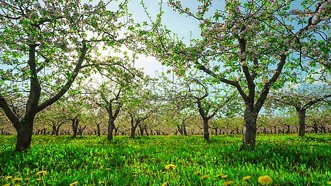 나무 식물 계절 공원 꽃 잎 과일 자연 파노라마 풍경 잔디 초원 사람없음 초록색 여름 파란색 햇빛 태양 노란색 환경 정원 맑음 봄 벚꽃 흰색 나뭇가지 시골 개화 체리 사과 숲 민들레 땅 장면 내추럴 4K 타임랩스 MP4 해외동영상 클립영상 자연요소 공공시설 컬러 날씨 촬영기법 생태계 동영상 파일형식