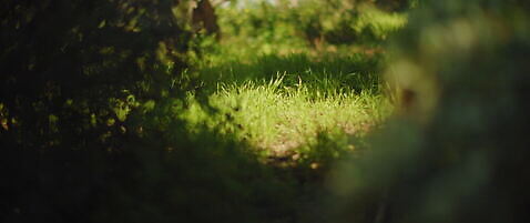 자연 사람없음 초록색 빛 태양 정원 숲 보케 부드러움 블러효과 4K MOV 해외동영상 여름_계절 자연요소 계절 컬러 감각 생태계 동영상 블러 파일형식 효과
