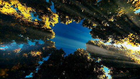 모양 나무 식물 구름 계절 백그라운드 컨셉 단풍 잎 오렌지 자연 하늘 바람 발렌타인데이 사랑 풍경 사람없음 야외 빨간색 빛 컬러풀 햇빛 노란색 3D 환경 활발 낭만 가을 하트 숲 9월 심볼 디지털합성 질감 활기 애니메이션 생태학 타임랩스 MOV 해외동영상 클립영상 자연요소 교육 감정 컬러 과일 데이이벤트 날씨 촬영기법 태양 날짜 생태계 동영상 파일형식