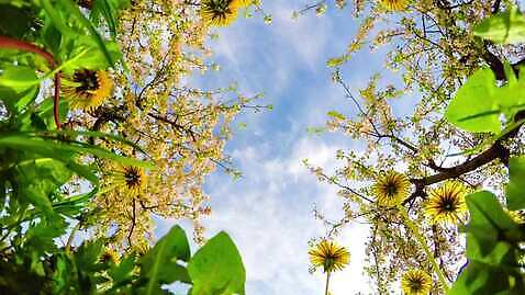 나무 식물 구름 계절 공원 꽃잎 꽃 로우앵글 줄기 컬러 백그라운드 잎 꽃무늬 자연 사람없음 여름 파란색 햇빛 태양 노란색 머리 환경 맑음 봄 성장 벚꽃 나뭇가지 신선 개화 체리 사과 민들레 과수원 묘사 장면 줄서기 세련 4K 타임랩스 MP4 해외동영상 클립영상 자연요소 공공시설 뷰포인트 무늬 농업 과일 모션 날씨 촬영기법 신체부위 생태계 동영상 파일형식