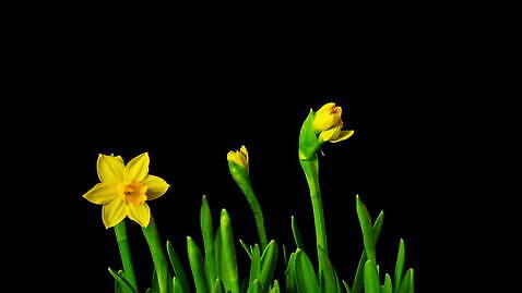 식물 계절 꽃잎 꽃 줄기 컬러 잎 꽃무늬 모션 자연 부활절 새로움 실내 사람없음 초록색 뷰티 노란색 머리 정원 검은색 봄 활발 펼침 성장 벚꽃 시간 개화 변화 작음 묘사 속도 서식 수선화 개발 고립 방법 4K 타임랩스 MOV 해외동영상 클립영상 기념일 컨셉 무늬 촬영기법 내부 신체부위 크기 생태계 동영상 파일형식