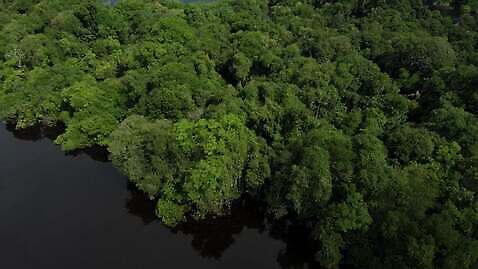 나무 호수 여행 자연 안테나 풍경 사람없음 초록색 물 강 환경 미국 개울 보호 습지 정상 숲 열대우림 에콰도르 대야 브라질 최초 남쪽 항공촬영 드론 랜드마크 볼리비아 아마존 이국적 페루 그리너리 브라질사람 4K MOV 해외동영상 클립영상 자연요소 식물 뷰포인트 컬러 컨셉 북아메리카 통신 아메리카 남아메리카 방향 생태계 동영상 파일형식 트랜드컬러