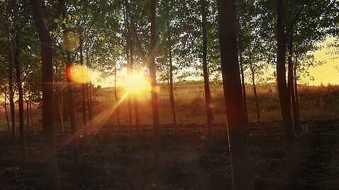 나무 식물 공원 자연 풍경 사람없음 야외 햇빛 태양 숲 4K MP4 해외동영상 클립영상 자연요소 공공시설 생태계 동영상 파일형식