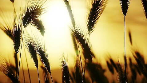 식물 자연 사람없음 농작물 태양 농장 일출 일몰 보리 MOV 해외동영상 슬로모션 클립영상 자연요소 농업 곡류 촬영기법 노을 생태계 동영상 파일형식