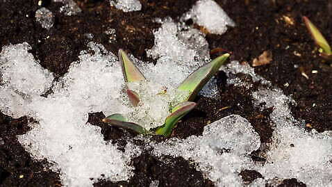 식물 잎 자연 사람없음 야외 초록색 눈 4K 타임랩스 MOV 해외동영상 클립영상 녹이기 자연요소 컬러 모션 날씨 촬영기법 생태계 동영상 파일형식