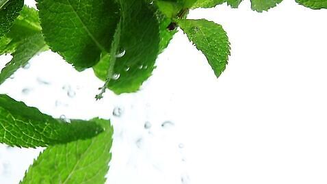 잎 사람없음 초록색 물 수중 거품 신선 액체 민트 MOV 해외동영상 자연요소 식물 컬러 허브 동영상 파일형식