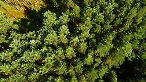 나무 식물 자연 산 풍경 사람없음 야외 초록색 숲 항공촬영 삼림지대 MOV 해외동영상 클립영상 뷰포인트 컬러 생태계 동영상 파일형식