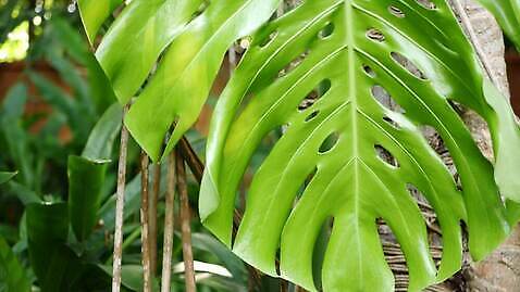 식물 잎 자연 사람없음 초록색 소프트포커스 숲 열대우림 그리너리 4K MP4 해외동영상 컬러 촬영기법 생태계 동영상 파일형식 트랜드컬러