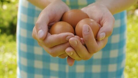 백인 손 여자 들기 야외 농장 계란 신선 유기농 4K MOV 해외동영상 클립영상 서양인 웰빙 농업 모션 사람 신체부위 알 동영상 파일형식