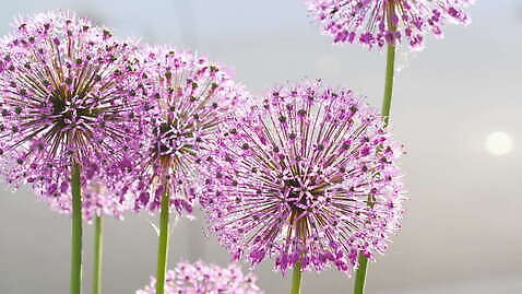 식물 꽃 백그라운드 자연 사람없음 야외 보라색 벌 4K MOV 해외동영상 클립영상 컬러 곤충 생태계 동영상 파일형식