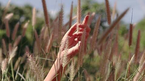 손 자연 야외 햇빛 터치 4K MP4 해외동영상 슬로모션 클립영상 촬영기법 신체부위 태양 생태계 동영상 파일형식