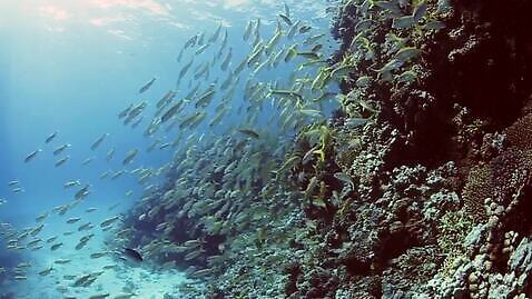 야생동물 바다 자연 어류 사람없음 수중 산호 산호초 암초 MP4 해외동영상 동물 수중동물 수중식물 자포동물 생태계 동영상 파일형식