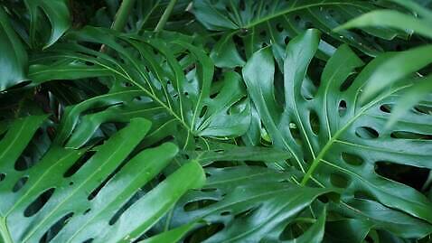 식물 백그라운드 잎 사람없음 초록색 숲 열대우림 내추럴 그리너리 4K MP4 해외동영상 클립영상 컬러 동영상 파일형식 트랜드컬러