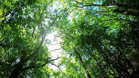 나무 잎 자연 사람없음 야외 빛 햇빛 나뭇가지 숲 4K MP4 해외동영상 식물 태양 생태계 동영상 파일형식
