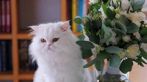 응시 꽃 탁자 사람없음 꽃병 고양이 4K MOV 해외동영상 클립영상 식물 시선 가구 포유류 반려동물 동영상 파일형식