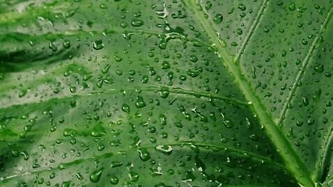 백그라운드 잎 사람없음 야외 초록색 물 가을 물방울 떨어짐 빗방울 MOV 해외동영상 클립영상 자연요소 식물 계절 컬러 컨셉 비_날씨 동영상 파일형식