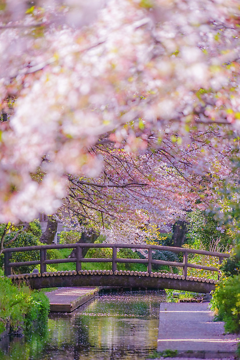 포토 JPG 해외이미지 꽃잎 풍경 사람없음 강 반사 봄 벚꽃 수면 벚나무 소프트포커스 풀숲 가교 카나가와 해외202309 해외포토 나무 건축물 계절 꽃 촬영기법 물 일본 숲 파일형식