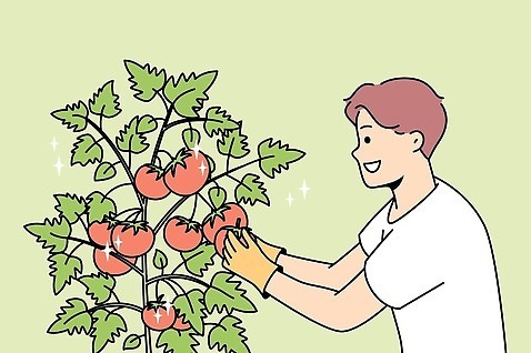 식물 1 컬러 농업 채소 모션 사람 취미 생태계 남자한명만 성인남자만 파일형식 벡터 초록색 반짝임 수확 관리 토마토 성인남자한명만 남자 한명 화초 자연 원예 성인 EPS 일러스트 해외이미지 해외일러스트 해외202310