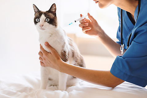 포토 JPG 해외이미지 손 여자 청진기 건강 병원 주사기 한명 상반신 성인 치료 고양이 수의사 예방접종 성인여자한명만 해외202310 해외포토 1 포유류 의학 의료기기 사람 신체부위 반려동물 의사 접종 여자한명만 성인여자만 파일형식