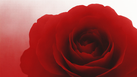 JPG 식물 편집이미지 꽃잎 꽃 화초 컬러 백그라운드 자연 생명 조명 발렌타인데이 사랑 빨간색 장미 원예 흐림 뷰티풀 디테일 이미지편집 AI컴퓨터그래픽 AI콘텐츠 감정 데이이벤트 날씨 취미 생태계 파일형식