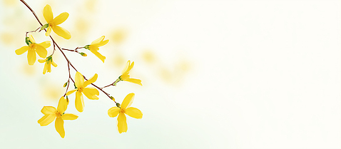 JPG 식물 꽃 컬러 백그라운드 일러스트 자연 생명 초록색 노란색 봄 성장 나뭇가지 개나리 부드러움 화사함 조화 국내일러스트 AI일러스트 AI콘텐츠 나무 계절 컨셉 감각 생태계 파일형식