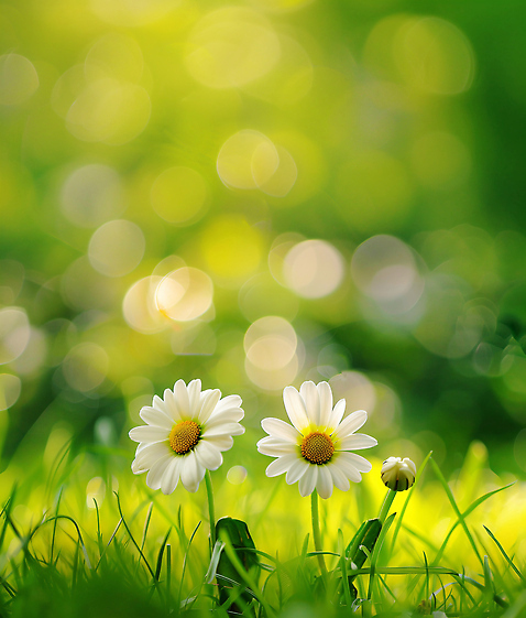JPG 식물 편집이미지 계절 꽃 백그라운드 자연 생명 풍경 잔디 초원 초록색 햇빛 흰색 데이지 편집실사 AI포토 AI콘텐츠 컬러 태양 CG 생태계 파일형식