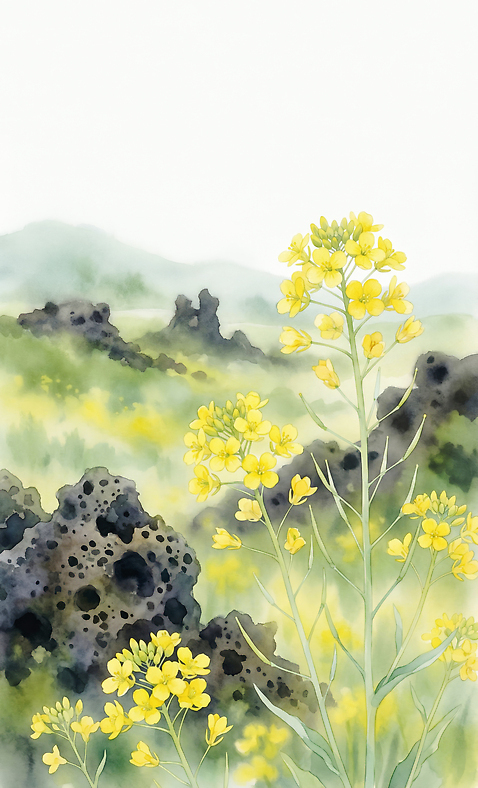 JPG 식물 열매 화초 꽃밭 일러스트 자연 하늘 바람 풍경 초록색 제주도 봄 돌_바위 언덕 유채 지형 녹지 유채밭 국내일러스트 AI일러스트 AI콘텐츠 자연요소 계절 꽃 컬러 밭 날씨 한국 생태계 파일형식