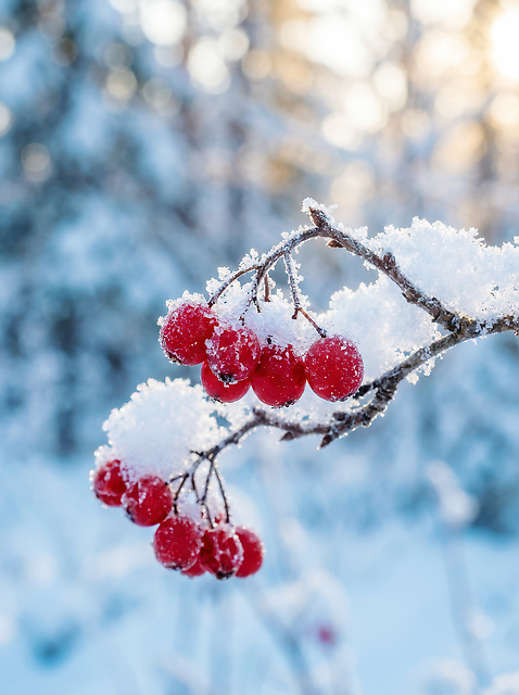JPG 나무 식물 편집이미지 열매 백그라운드 겨울 자연 풍경 야외 햇빛 차가움 편집포토 눈덮임 계절 컨셉 태양 생태계 파일형식