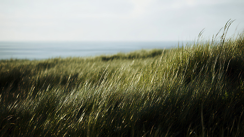 JPG 편집이미지 바다 모션 자연 바람 풍경 초원 해변 초록색 여름 햇빛 기온 편집실사 AI포토 AI콘텐츠 자연요소 계절 컬러 날씨 태양 CG 생태계 파일형식