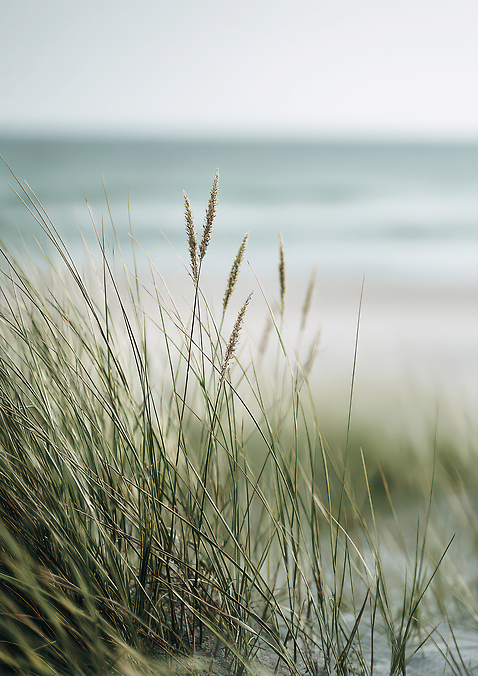 JPG 식물 편집이미지 모래 바다 자연 하늘 바람 풍경 잔디 해변 여름 생태계 편집실사 AI포토 AI콘텐츠 자연요소 계절 날씨 CG 파일형식