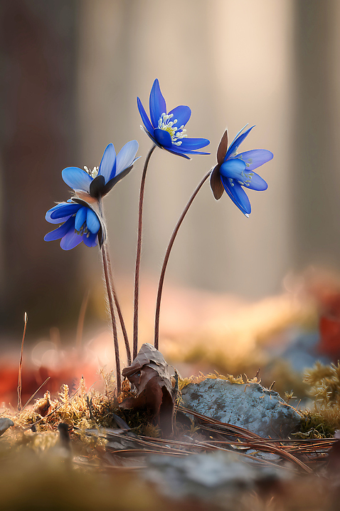 JPG 나무 식물 편집이미지 꽃 컬러 자연 생명 이끼 햇빛 환경 봄 들꽃 숲 뷰티풀 편집실사 AI포토 AI콘텐츠 계절 태양 CG 생태계 파일형식